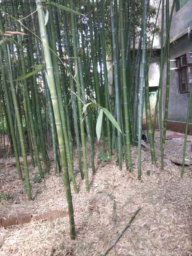 最新毛竹价格，时代变迁中的价值与地位凸显