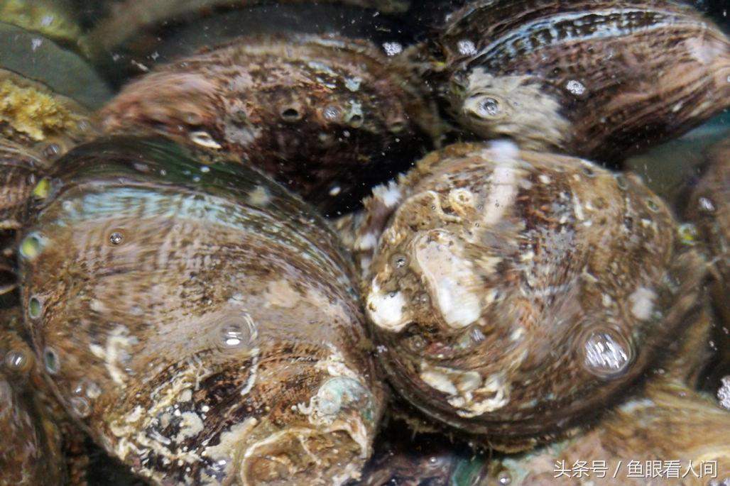 梭子蟹养殖新技术深度解析🦀🌊