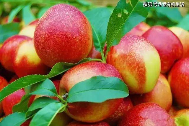 油桃上市季节揭秘，甜蜜秘密在小巷中何时绽放？