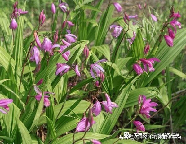 白芨行情分析，市场走势与价格预测