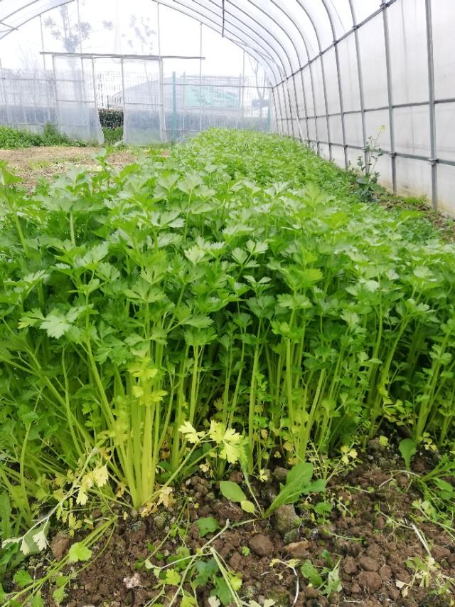 芹菜最新行情与友情相伴，一段温馨故事中的价格秘密
