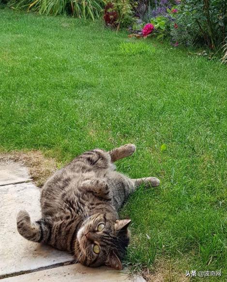 猫咪最新下载地址揭秘，一段温馨的寻猫之旅