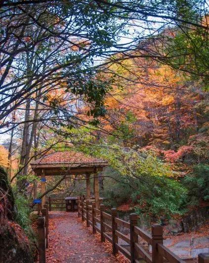 光雾山旅游攻略最新探索，小巷隐藏宝藏之旅