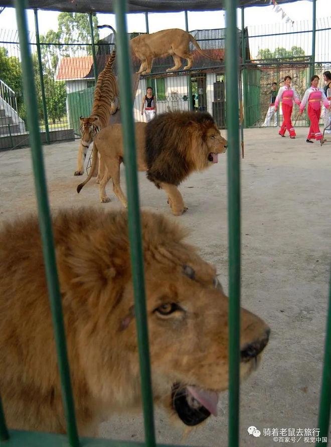 最新集上狗市,自然美景探索之旅的鼓舞之旅