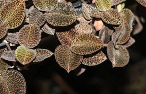 金线莲种子价格揭秘,开启一场自然探索之旅的邀请