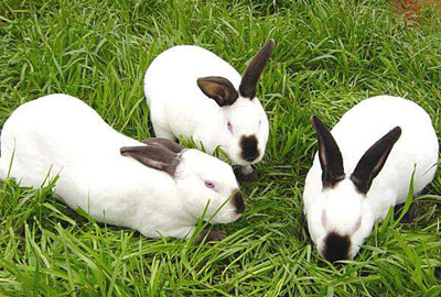 最新獭兔价格概览,市场走势、影响因素与前景展望