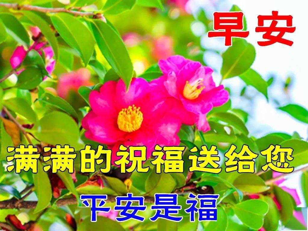 晨光中的温情日常,最新早上好动图分享