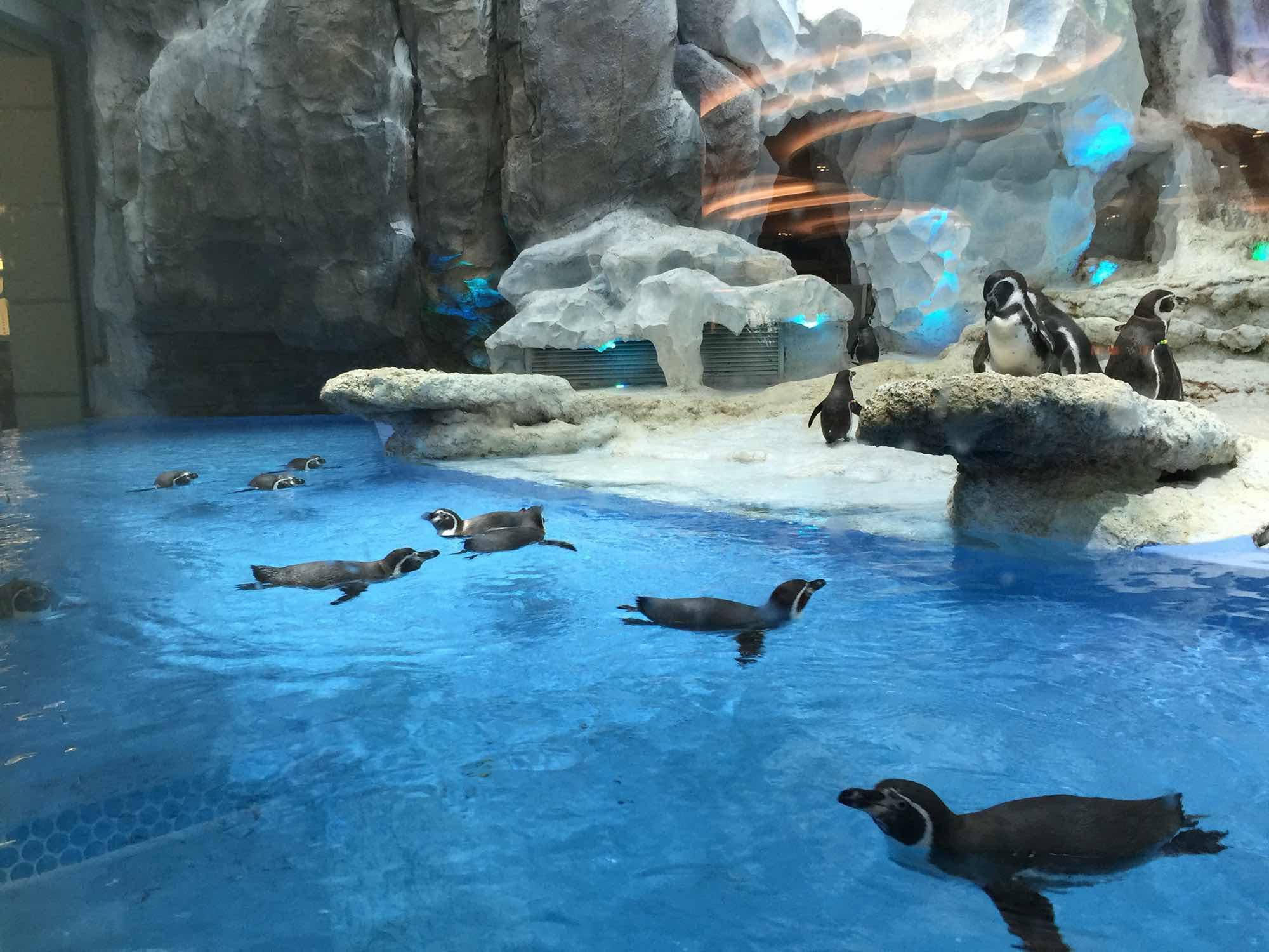 东方航空最新动态,飞翔背后的励志故事