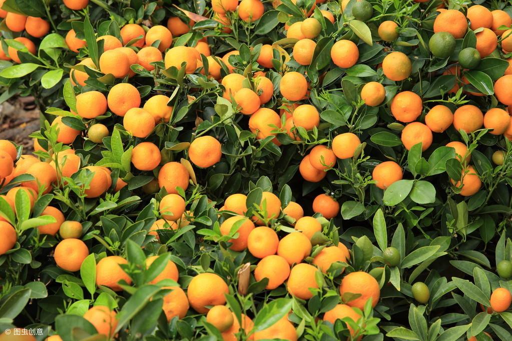 沙糖桔最新动态与资讯🍊