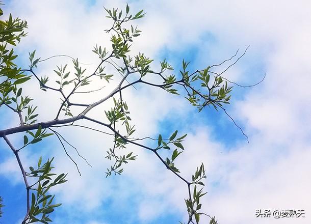 苗圃最新电视剧,变化中的学习,自信与成就感的源泉之路