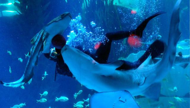 小鱼人最新,水下欢乐日常探索